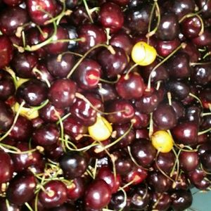 Meet your Posher, Diana